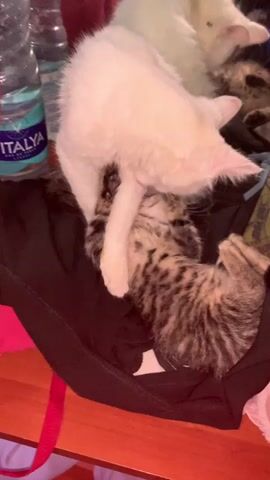 A predominantly white cat with subtle tabby markings on its forehead and ears, and a dark spot on its nose/lip area, stands over a small tabby kitten. The white cat extends a front paw to tap the kitten, which lies on its back with paws raised, appearing to engage in play. A second white cat, mostly white with dark patches, is visible sleeping in the upper background. The cats are positioned on a dark fabric surface. A plastic water bottle labeled "ITALYA" is visible in the left background, alongside other indistinct items.