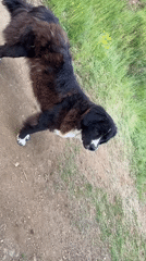 Dogs play and socialize in Zlatograd Bulgaria outdoor areas