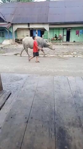 A young boy wearing a red shirt and black shorts walks along a dirt road, guiding a light-colored buffalo. The boy is to the right of the buffalo, with a rope in his hand that is connected to the animal's head. They are walking from left to right in the frame. Behind them, there are several simple, aged buildings with corrugated metal roofs. Laundry hangs on a clothesline in front of one of the buildings. The ground is uneven, with scattered rocks and dirt. In the foreground, there is a wooden structure, possibly a deck or a platform, made of weathered planks. The overall scene depicts a rural setting.