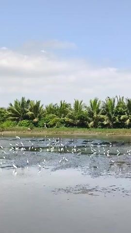 The video shows a pond or lagoon with a colony of white birds, likely egrets or herons, wading in the shallow water. Palm trees line the edge of the water on the opposite side, creating a dense green backdrop. The sky is blue with some scattered clouds. In the distance, there is a boat anchored on the shore and a floating structure near the right side. The camera pans slowly, showing the birds scattered across the water's surface. The water appears still and slightly murky.