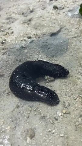 A black sea cucumber is partially submerged in shallow, clear water on a sandy or rocky seabed. The sea cucumber is curved in a U-shape. The water is still, and the light appears to be natural, possibly sunlight, reflecting off the surface of the water and the sea cucumber's body. The surrounding environment consists of sand, small stones, and pebbles, with a hint of something green, possibly seaweed, in the upper right corner of the frame. The focus is on the sea cucumber, with the background slightly out of focus. There are no people or any other animals visible.