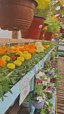 The video shows the inside of a greenhouse filled with colorful flowers in pots and hanging baskets. The viewer appears to be walking down a wooden plank walkway that is lined with shelves holding various plants. On either side are numerous flowers and hanging baskets. There are also plants on the floor. The greenhouse has a transparent roof and is well-lit. A voice speaks Russian in the video.