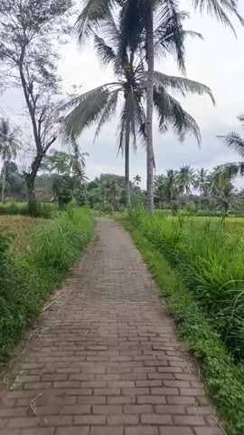 The video shows a first-person perspective of walking down a narrow brick pathway in a rural area. The pathway is bordered by tall green grass on both sides. Beyond the grass are rice paddies and various trees, including several tall palm trees. The sky is overcast.  The audio includes the sound of someone speaking.