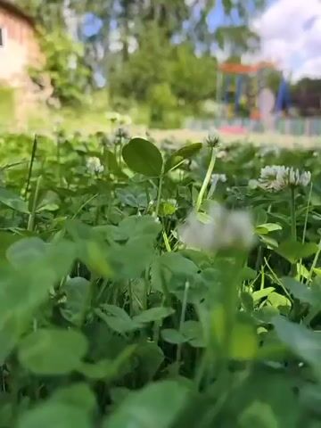 This video provides a very low-angle, close-up view of lush green clover and grass, dotted with small white clover flowers. The camera moves slightly, creating a sense of gentle sway or wind. In the blurred background, a brick building with a window and a hint of a roof is visible, suggesting a house or structure. Further in the distance, the out-of-focus shapes of trees and what appears to be playground equipment can be seen under a bright, cloudy sky. The overall impression is a peaceful, natural outdoor scene, likely a backyard or park area, viewed from the perspective of something very small at ground level.