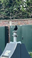 Blackbird and tortoise spotted in Domont, France