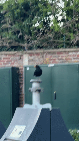 Blackbird and tortoise spotted in Domont, France