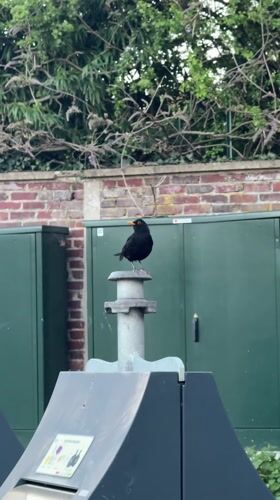 Blackbird and tortoise spotted in Domont, France
