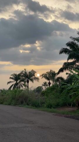 The video captures a serene tropical scene. The setting sun is a prominent feature, appearing as a bright, round disc amidst a sky painted with hues of orange and grey clouds. Silhouetted against the fading light are several tall palm trees, their fronds swaying gently. Lush green vegetation fills the foreground, adding depth and vibrancy to the landscape. A narrow asphalt road runs along the bottom of the frame, suggesting a rural or countryside location. Overall, the video evokes a sense of tranquility and natural beauty.