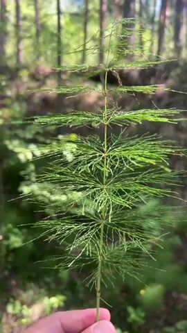 The video shows a close-up of a person holding a tall, green plant with many fine, needle-like leaves branching out from a central stem. The plant is held in front of a blurred background of a forest with trees and sunlight filtering through the leaves. The plant appears to be a type of horsetail. The person's hand, with visible fingers and thumb, is holding the stem of the plant at the bottom of the frame. The lighting suggests it is daytime and the scene is outdoors in a natural environment.