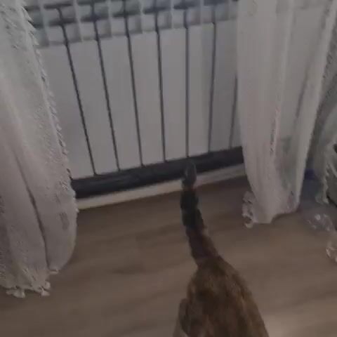 A tortoiseshell cat with tabby markings walks across a wooden floor. The cat is viewed from above and behind, then from the side as it turns to face the camera. Its tail is held high, curled at the tip. In the background, to the left, is a white radiator and a sheer white curtain. To the right of the cat, on a dark grey tiled floor, are several plastic bottles, one of which has a label that reads "SODA XODA" in white text with a yellow border. The lighting suggests it is daytime. The cat has green eyes and appears alert. The scene is indoors, likely in a domestic setting in Bavly, Russia.