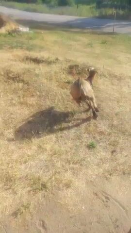 A white goat with a black collar stands in a dry, grassy field, facing away from the camera. In the background, a brown goat leaps in the air. The scene appears to be a rural area in Russia, likely Socolovo, with houses and trees visible in the distance. The sun is shining, suggesting it's daytime, and the weather seems warm and dry. There are no people or any visible text in the media file. The overall mood is peaceful and natural, capturing a moment of playful activity between two goats in an outdoor setting.