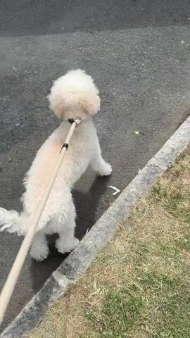 A white poodle on a leash is walking along the side of a road. The dog sniffs the ground and then looks up at the camera. The dog continues to walk and sits down near a metal bowl.