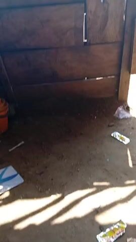 The camera is inside a small shed or shack. The structure has a wooden wall made of planks and a corrugated metal roof. There is a box labeled "RED GRAPE NON-ALCOHOLIC" visible through the gaps in the roof's frame. Outside, the ground appears to be dirt or sand, and there are some scattered objects and buildings in the distance.