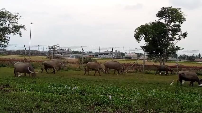 A herd of water buffalo graze in a grassy field in front of an industrial complex. Several white egrets are scattered among the buffalo. The industrial complex features several tall towers and buildings, surrounded by a barbed-wire fence. The sky is overcast.