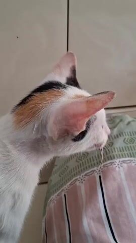 A calico cat is shown from the side, facing right, with its head tilted slightly upwards. The cat has white fur with patches of black, orange, and tan on its head and ears. The cat's fur is short and appears smooth. The background consists of a tiled wall in a light beige color, and a portion of a patterned fabric that appears to be a pillow or cushion. The fabric has stripes in pink and white, with a green and white geometric pattern on top. The video appears to be a close-up shot focusing on the cat's head and neck.