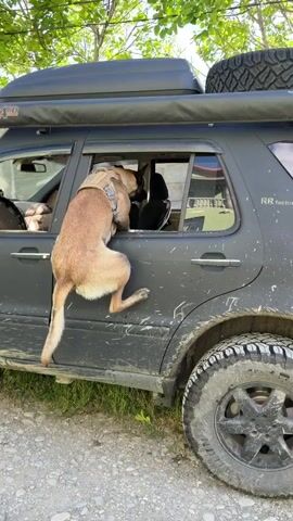 A tan dog wearing a harness climbs from outside through the open window of a black SUV. The dog is rear-facing and uses its hind legs to push off the side of the vehicle as it pulls itself up using its front paws. The SUV has an off-road tire attached to its roof and is dirty from off-roading. The SUV is parked on a gravel road and trees are visible overhead.