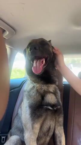 A Belgian Malinois dog is sitting in the back seat of a car with its tongue hanging out. A person's hand is petting the dog behind its ears. The dog is wearing a metal collar. The interior of the car is visible, including the headrest and the ceiling. Sunlight is streaming in from outside.