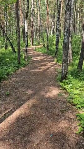 A path winds through a forest with tall, slender trees, many with white bark. Sunlight filters through the leaves, dappling the ground. Green foliage lines the sides of the path. The camera is moving forward along the path.