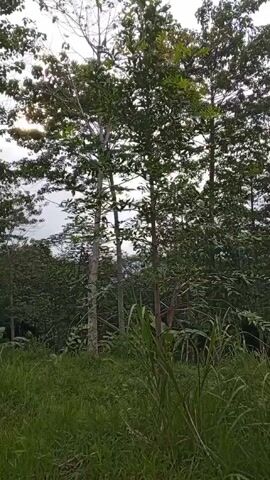 The camera is stationary, offering a ground-level view of a lush green field or meadow.  Tall grass dominates the foreground, interspersed with various green plants and vegetation. Behind the grass are a collection of trees of varying heights. Some trees appear to be taller and more mature with denser foliage, while others are younger and more slender. The sky is overcast, with the sun partially obscured by clouds. The overall environment gives the impression of a rural or natural setting.