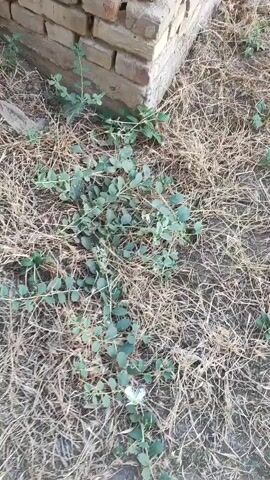 The video shows a close-up, ground-level view of a low-growing green plant with oval leaves and a single white flower with green accents. The plant is growing in dry, tan-colored grass and is partially adjacent to a weathered brick structure, likely a wall or foundation. The camera is positioned above the plant, looking down, and the video appears to be handheld, with some slight movement and focus adjustments. The lighting suggests it is daytime, possibly overcast or in shade, as there are no harsh shadows.