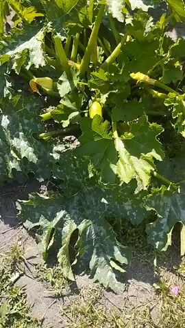 The image shows a close-up view of a zucchini plant growing in a garden. The plant has large, dark green leaves with lighter green mottling. Several yellow zucchini flowers are visible, as well as a small, immature zucchini fruit. The plant is growing in soil and appears to be healthy. The scene is well-lit, suggesting it was taken during the daytime. The location context provided is Plakhtianka, Ukraine. There is no text visible in the image.