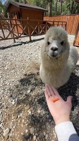 A person's hand, wearing a white hoodie and a ring, is holding a piece of carrot towards a fluffy white alpaca. The alpaca is standing on a ground covered with small, grey and white pebbles. In the background, there is a wooden fence and a small wooden house, suggestive of an animal enclosure or a farm. Trees and a mountainous landscape can be seen behind the fence, indicating an outdoor setting, likely in a rural or natural environment. The sky is blue with some scattered white clouds, suggesting a sunny day. The alpaca appears curious and is reaching out to take the carrot from the hand. The scene captures a moment of gentle interaction between a human and an animal. The time of day appears to be daytime, given the sunlight casting shadows on the ground. The location context of Terskol, Russia, further suggests a mountainous region.