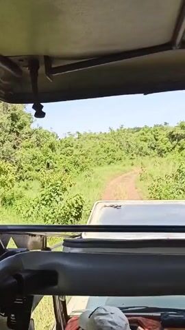 A camera is mounted inside a tan-colored safari vehicle. The view from the camera shows a dirt road leading into a dense, green forested area under a clear, blue sky. A person wearing a grey cap is seen in the driver's seat, but their face is not visible. The vehicle is moving along the dirt path.