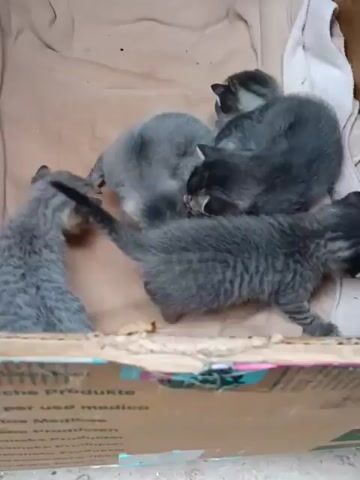 Six tiny, fluffy gray kittens are piled together in a cardboard box. The box is lined with tan fabric and a white towel. The kittens are mostly gray, with some having tabby markings. They huddle together, nuzzling and moving slightly. The camera looks down into the box.