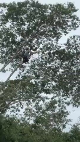 A person is seen perched high in a leafy tree, sawing at a branch. The tree's leaves are dense and predominantly green. The sky appears overcast. A lower level of greenery can be seen beneath the tree. The individual sawing is wearing dark clothing. The loud sound of a motor is also evident.
