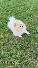 Pomeranian dog spotted on lawn and path in Bietigheim-Bissingen