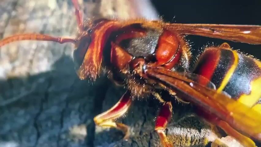 This is a close-up video of a hornet. The hornet is resting on a rough, textured surface that appears to be bark or wood. The hornet's body is dark brown and black with yellow markings on its abdomen. Its wings are translucent and folded back. The hornet's head is large with prominent compound eyes and antennae. The video is focused on the hornet's head and thorax, with some of its wings and legs visible. The lighting suggests it is daytime, with sunlight casting shadows on the hornet and its surroundings. The camera is stationary, capturing the details of the hornet in stillness.