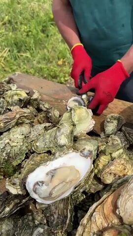 A person wearing red gloves and a green shirt is shucking oysters. The person is standing at a wooden table covered with oysters. The person uses a knife to open an oyster and then dips it into a metal bowl filled with water. The person's hands are gloved in red. The person's shirt is green. The table is made of wood. There are many oysters on the table. There is a metal bowl filled with water. The background is blurred green foliage.