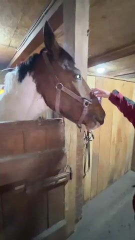 The video captures a close-up of a horse inside a wooden stable. The horse is a brown and white pinto or paint horse, featuring a distinctive white blaze on its face and one striking blue eye, with the other eye appearing dark. It is wearing a brown leather halter.

A human hand is seen gently petting the horse's muzzle and nose area. The horse appears calm and responsive to the interaction, moving its head slightly, looking towards the camera, and briefly extending its tongue and mouthing.

The setting is an indoor stable with rough-hewn wooden walls and stall partitions. A metal latch is visible on the wooden stall door. Overhead lights illuminate the space. In the background of another stall, parts of another horse can be glimpsed. Throughout the video, a person can be heard speaking in the background, likely in Russian given the provided context. The scene conveys a gentle interaction between a human and a horse in a rustic stable environment. There is no visible text within the video frame.
