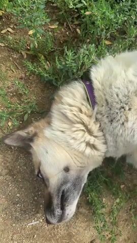 A dog is lying on its back on the ground. It is a large dog with tan and white fur, and it is wearing a purple collar with a green tag. The dog's eyes are closed, and its mouth is slightly open. It appears to be relaxed and possibly enjoying the sensation of lying on its back. The ground is covered with dirt and some green plants. There are also some large rocks in the background. The overall impression is of a peaceful scene.