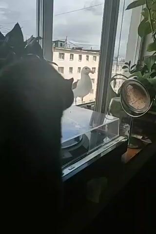 A black cat is positioned on a windowsill, silhouetted against a window. The cat is looking towards the window where a seagull is perched on the exterior ledge. The environment appears to be an urban setting, with apartment buildings visible outside the window. The cat is in focus in the foreground, and the seagull is in focus in the background. There is also a plant to the left of the cat and a mirror and more plants to the right. The seagull is facing the cat.