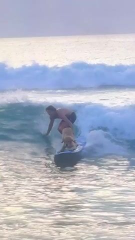 A man and a dog are surfing on a wave. The man is standing on the surfboard and appears to be guiding the dog, who is lying down on the surfboard in front of him. The wave is breaking and creating white foam. The ocean is calm with gentle waves in the background. The sky is overcast and the lighting suggests it is either early morning or late evening.
