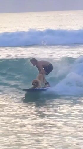 Man and Dog Surf Together on Breaking Wave