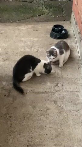 Two cats are interacting on a concrete surface near a brick wall. One cat, primarily black with white markings, is positioned on the left, facing right. The other cat, gray and white, is on the right, facing left. They are close to each other, with their heads touching as if sniffing or interacting. Behind them, a black pet food bowl is visible. The environment appears to be outdoors, possibly a patio or alleyway, with some greenery and debris visible in the background. The lighting suggests daytime.