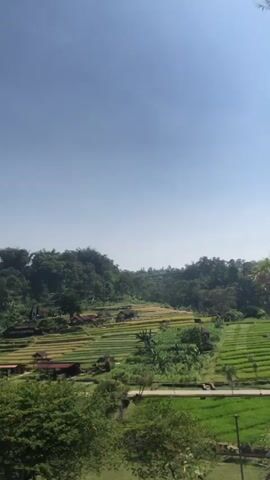 The video shows a panoramic view of terraced rice fields under a clear blue sky. The fields are lush green and appear to be well-maintained, with some areas showing signs of harvest. Small buildings or huts are visible scattered among the fields. The landscape is hilly and covered with dense vegetation. The camera pans slowly across the scene, offering a sense of the vastness and natural beauty of the area. In the foreground, there are some bamboo trees and other greenery. The overall impression is one of a serene rural landscape.