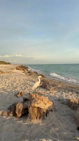 A static, eye-level shot of a white egret bird standing on a large rock on a sandy beach. The bird is facing to the left, with its head slightly lowered as if observing something in the sand. The background shows a calm ocean with small waves lapping the shore, and a clear blue sky with a few wispy clouds. The sun is casting a warm, golden light on the scene, creating soft shadows and highlighting the texture of the sand and rocks. In the distance, the coastline stretches out, with a line of trees visible on the left. The overall atmosphere is peaceful and serene.