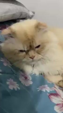 A close-up shot shows a fluffy, tan-colored cat lying on a blue floral-patterned surface. The cat has a flat face and appears to be looking downwards with partially closed eyes. The camera slowly zooms in on the cat's face. A white pillow can be seen in the background.