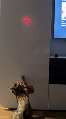 Cats play with laser pointers in Noviy homes