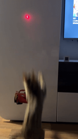 Cats play with laser pointers in Noviy homes