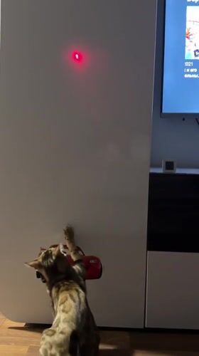 Cats play with laser pointers in Noviy homes