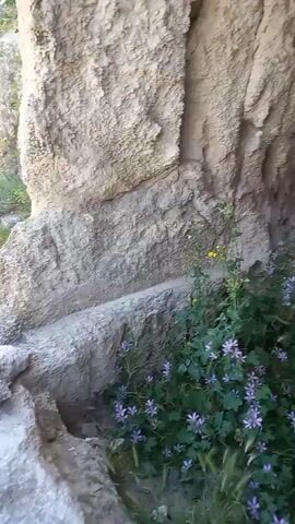 The video pans across a rough-hewn rock shelter, possibly an ancient tomb or dwelling. The entrance is partially obscured by a cluster of wildflowers, predominantly small purple blooms with some green foliage and a few blades of dry grass. Sunlight illuminates the textured, uneven surfaces of the rock walls and ceiling, revealing hollowed-out ledges or shelves carved into the rock face. The floor is uneven and appears to be made of compacted earth and stone, with circular indentations visible in places. The overall impression is one of an ancient, natural structure showing signs of human modification, set in an outdoor environment.