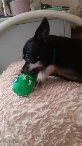 A small black dog with tan markings is playing with a green ball on a fluffy beige surface. The dog is lying down and holding the ball with its paws while chewing on it. The ball has white paw prints and bone shapes on it. A human hand is visible in the lower left corner of the frame, near the ball. The background is out of focus but appears to be an indoor setting with furniture.