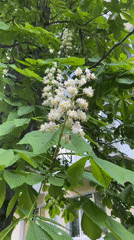 Spring scenes captured in Stavropol: flowering trees, urban wildlife
