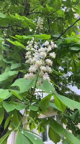Spring scenes captured in Stavropol: flowering trees, urban wildlife
