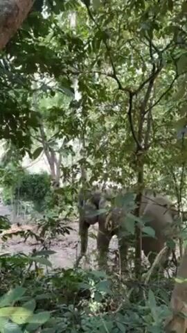 The video shows an elephant standing amongst trees and foliage. The elephant is grey and appears to be in a muddy or sandy area. The view is partially obstructed by leaves and branches, suggesting the camera is positioned within the dense vegetation. The lighting indicates it's daytime.