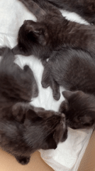 Black kittens resting in cardboard box in Krasnaya Polyana